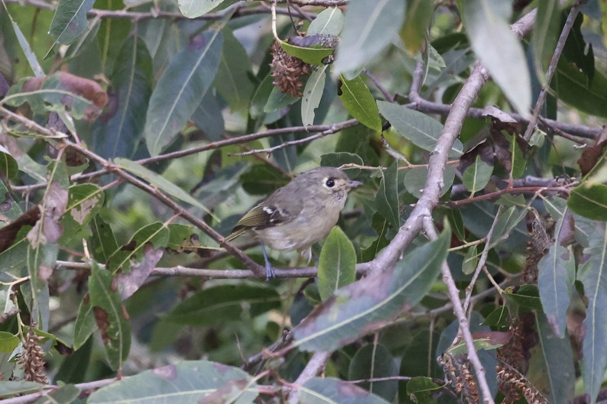 Hutton's Vireo - ML643066621