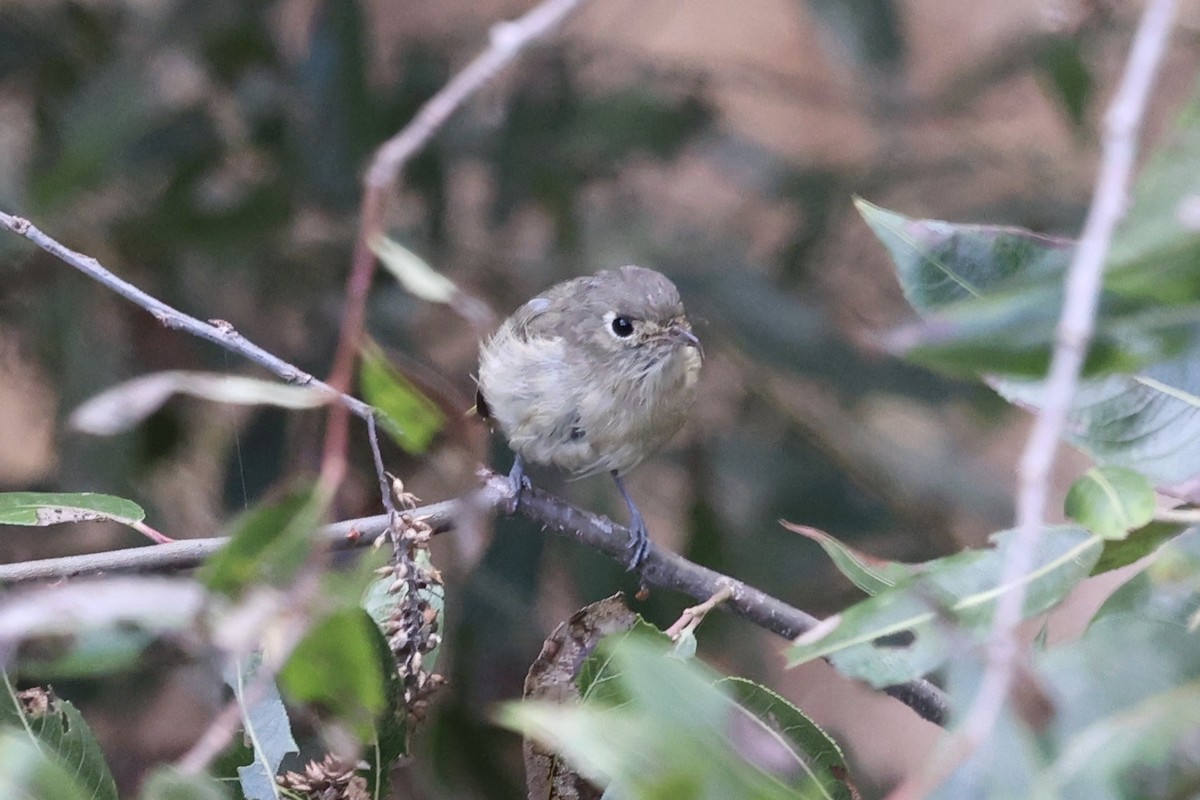 Hutton's Vireo - ML643066622