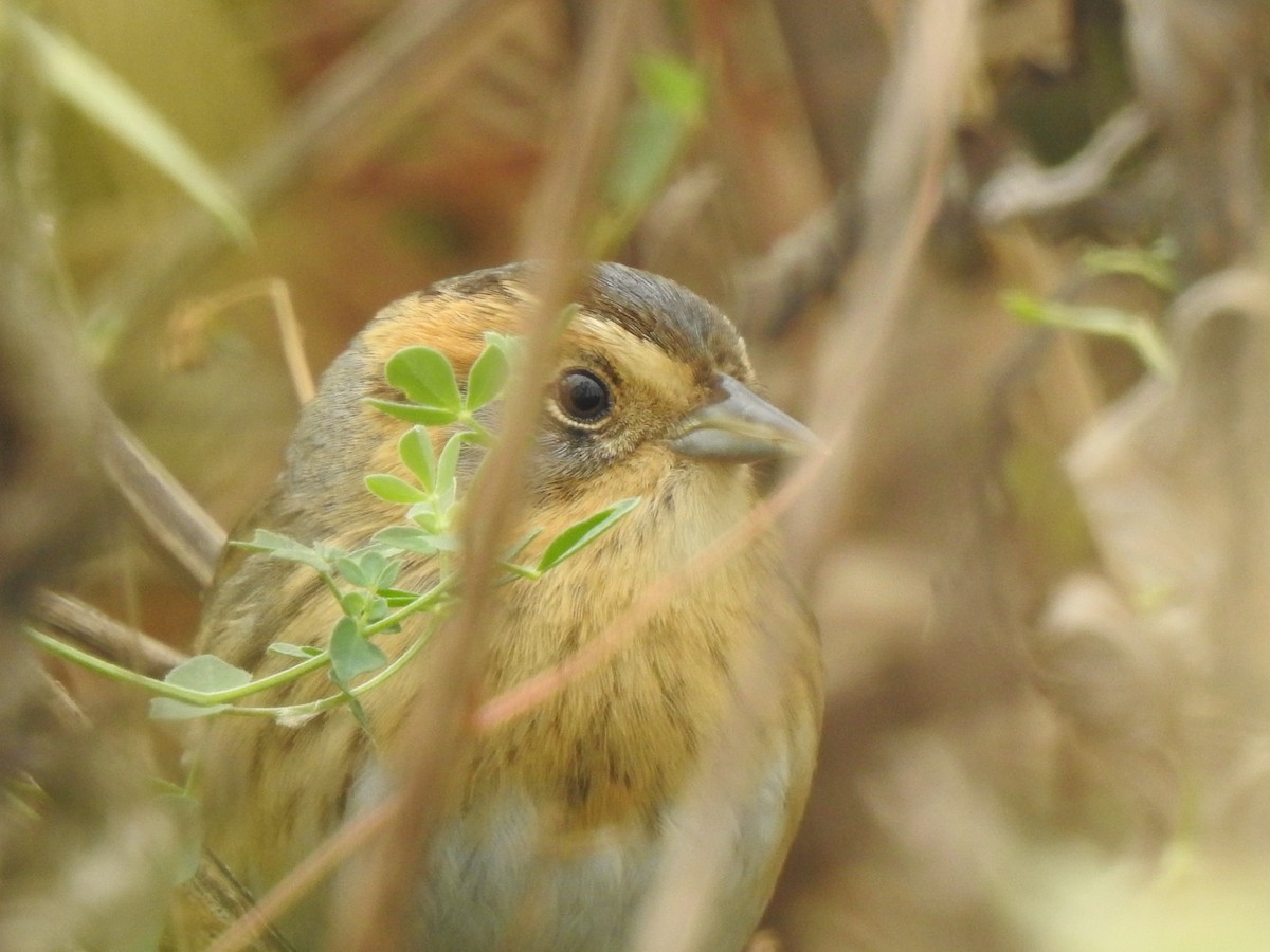Nelson's Sparrow - ML643066623