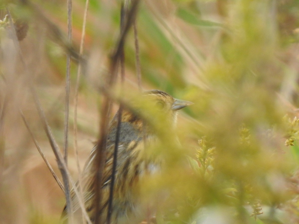 Nelson's Sparrow - ML643066624