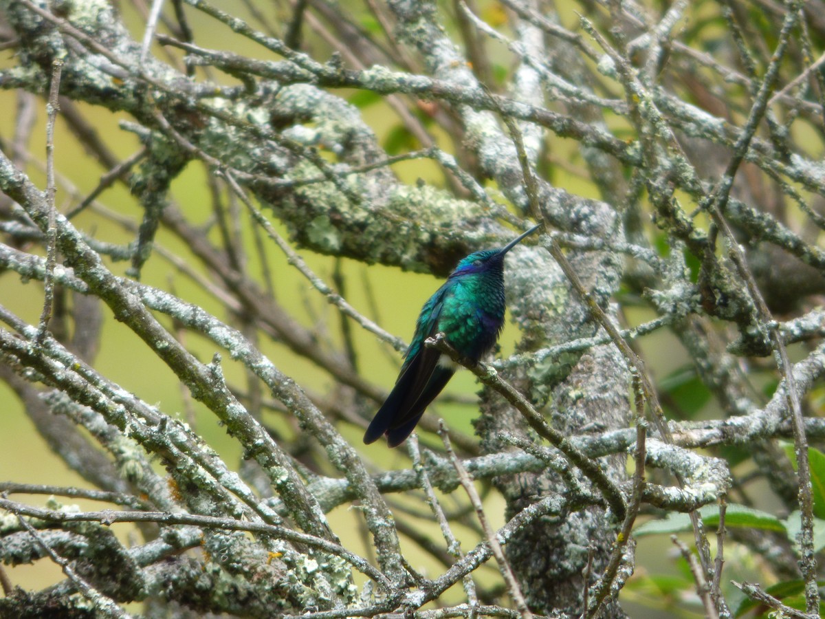 Sparkling Violetear - ML643066630