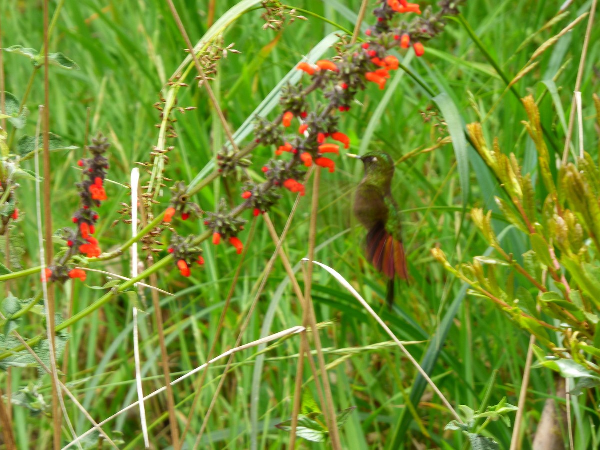 Tyrian Metaltail - ML643066660