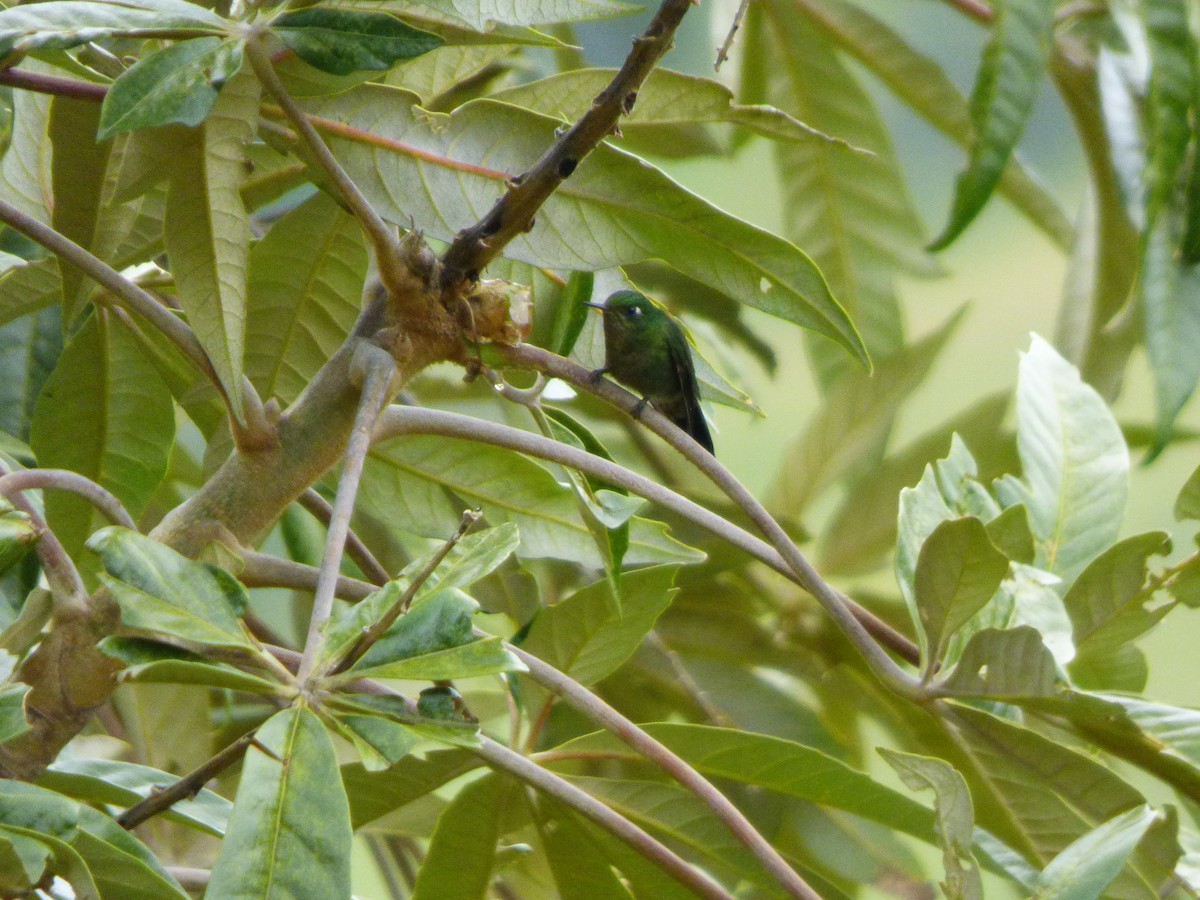 Tyrian Metaltail - ML643066661