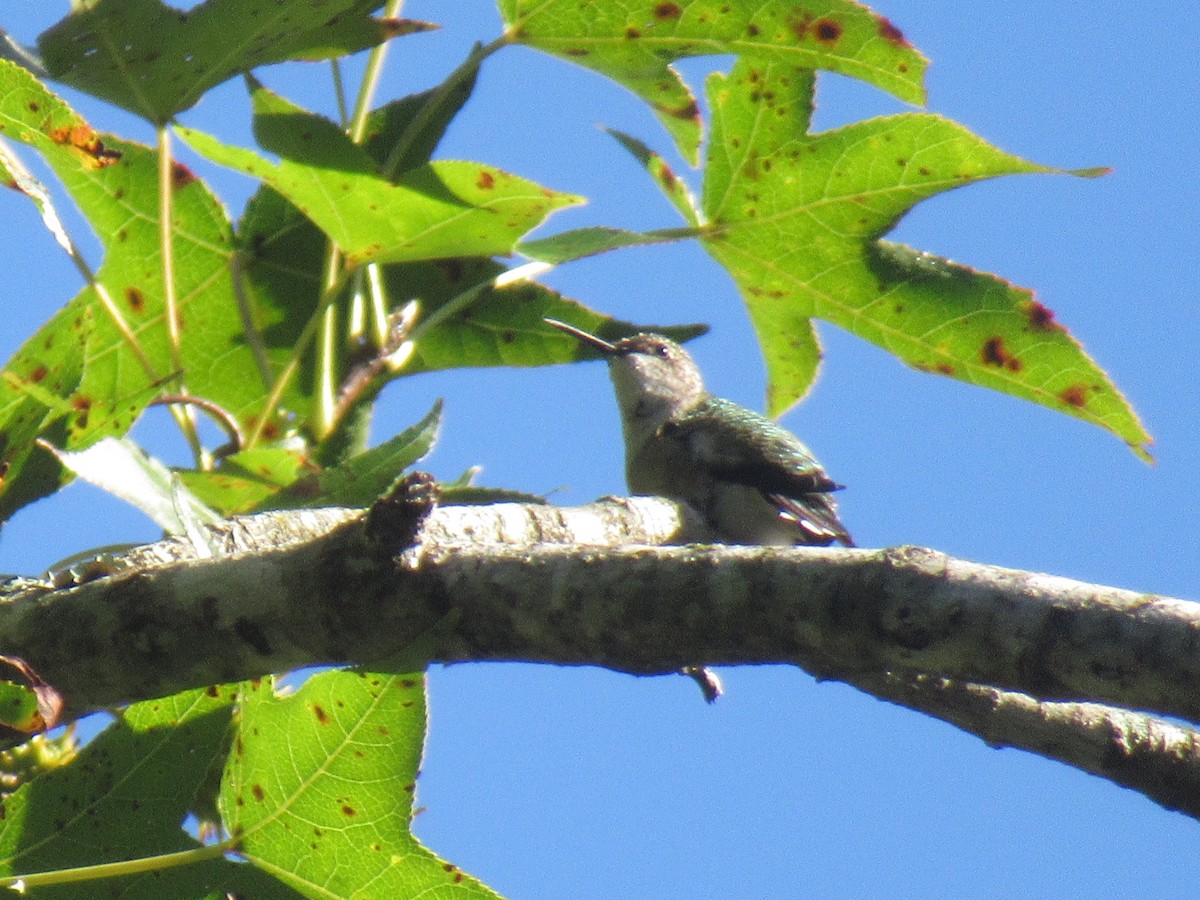 Ruby-throated Hummingbird - ML643066662