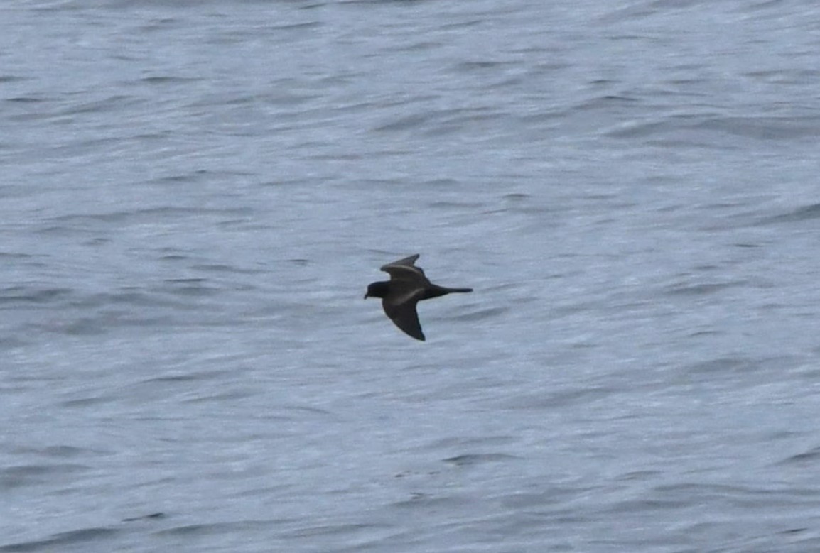 Least Storm-Petrel - ML643066673