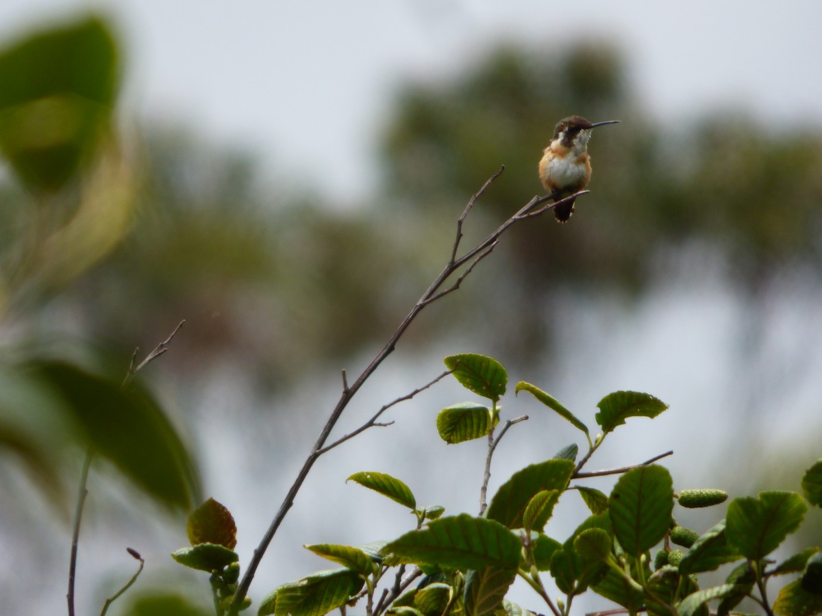 White-bellied Woodstar - ML643066683
