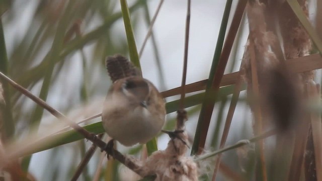 Marsh Wren - ML643066699