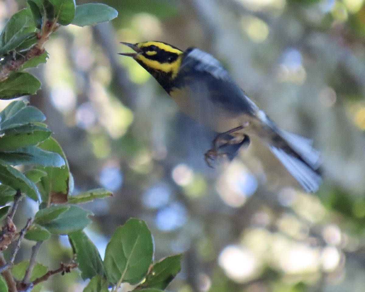 Townsend's Warbler - ML643066706
