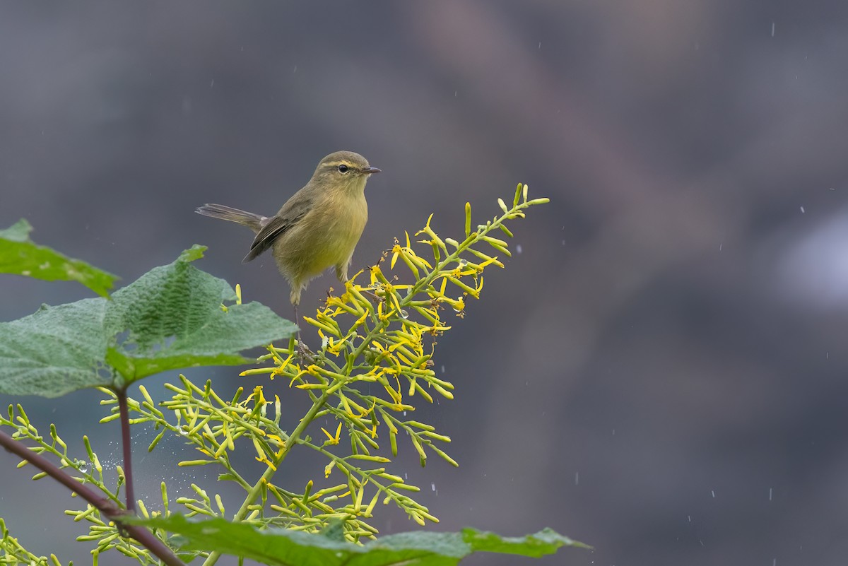 Buff-throated Warbler - ML643066710