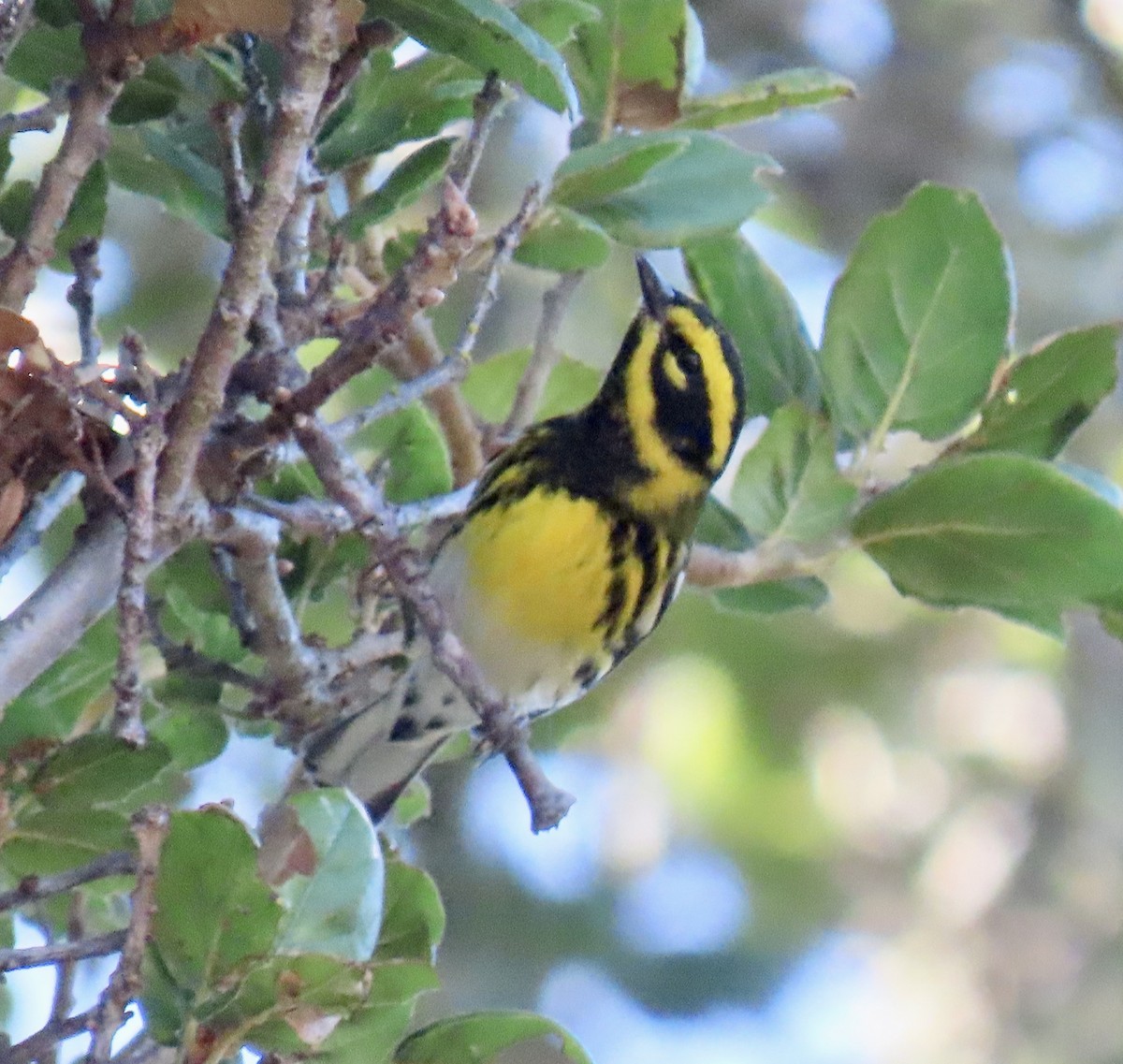 Townsend's Warbler - ML643066732
