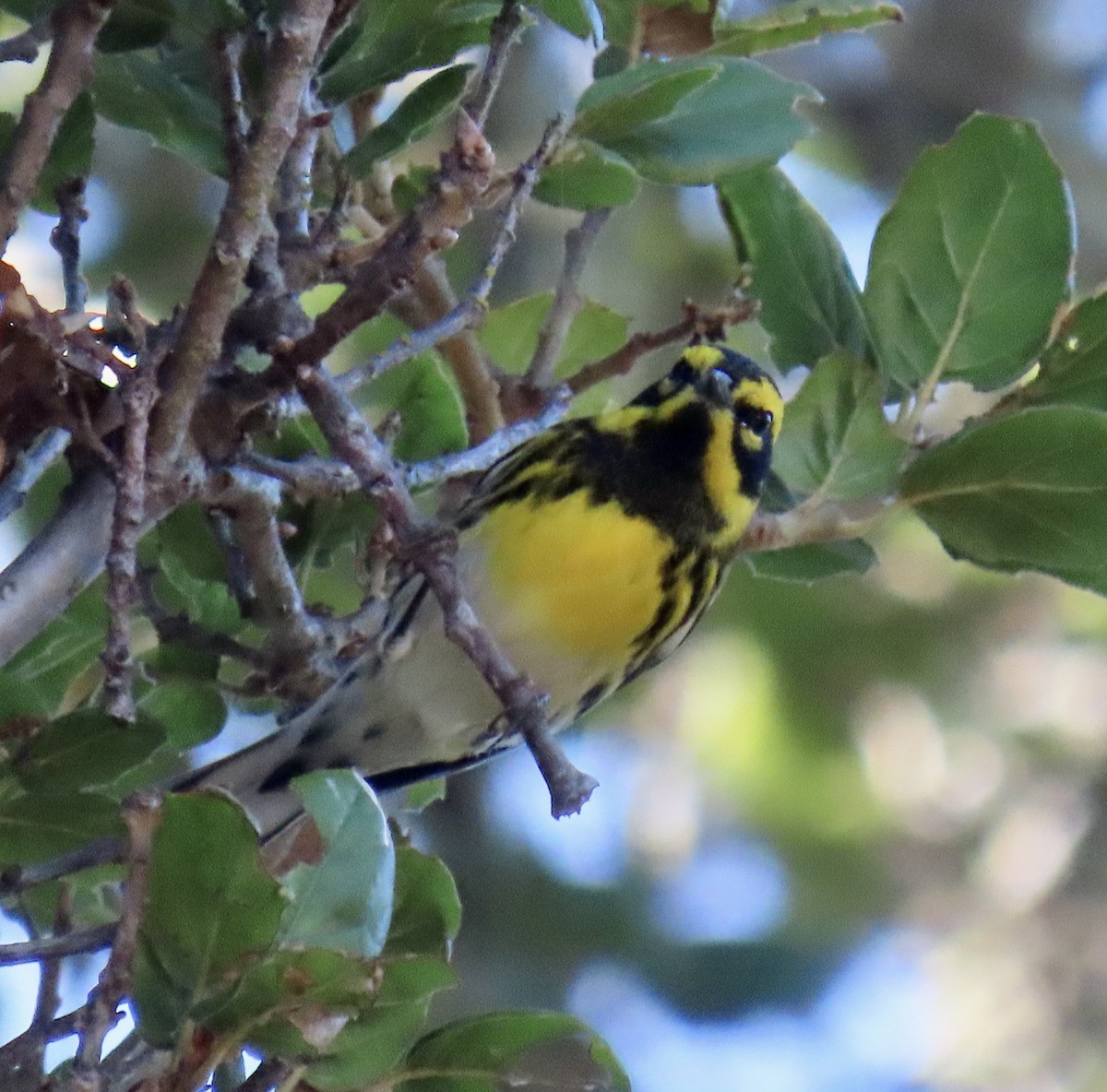 Townsend's Warbler - ML643066733