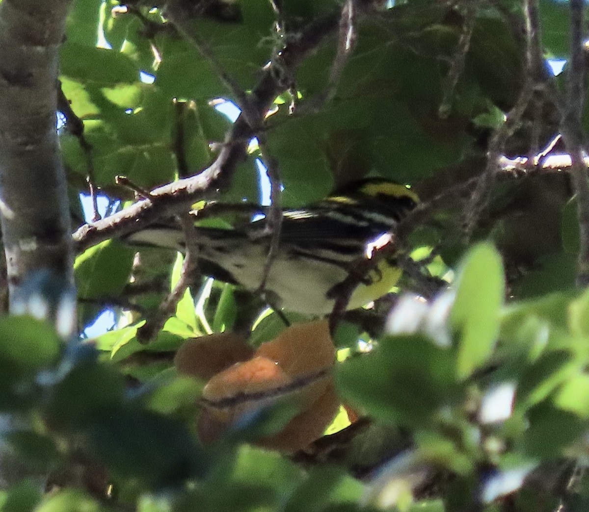 Townsend's Warbler - ML643066734