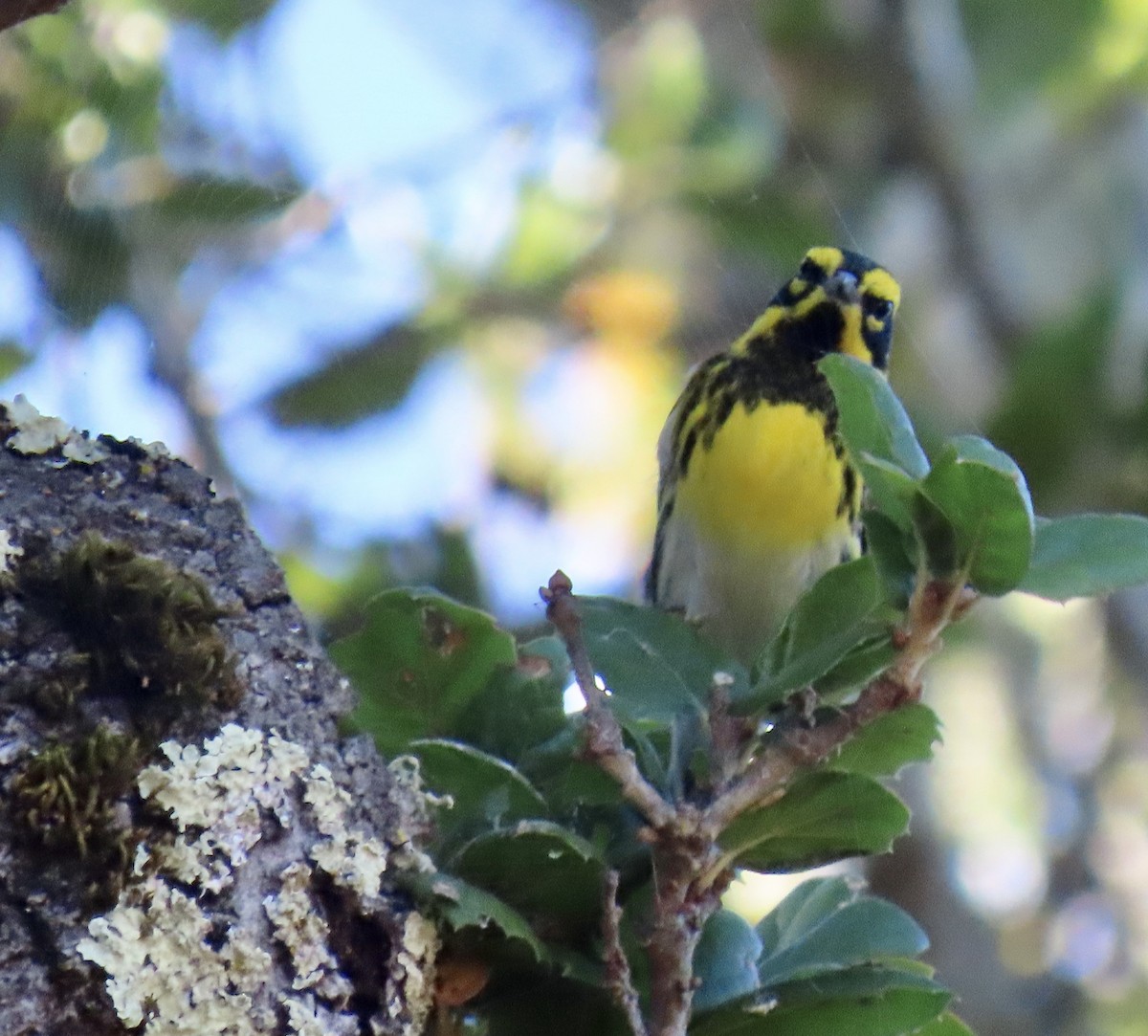 Townsend's Warbler - ML643066735