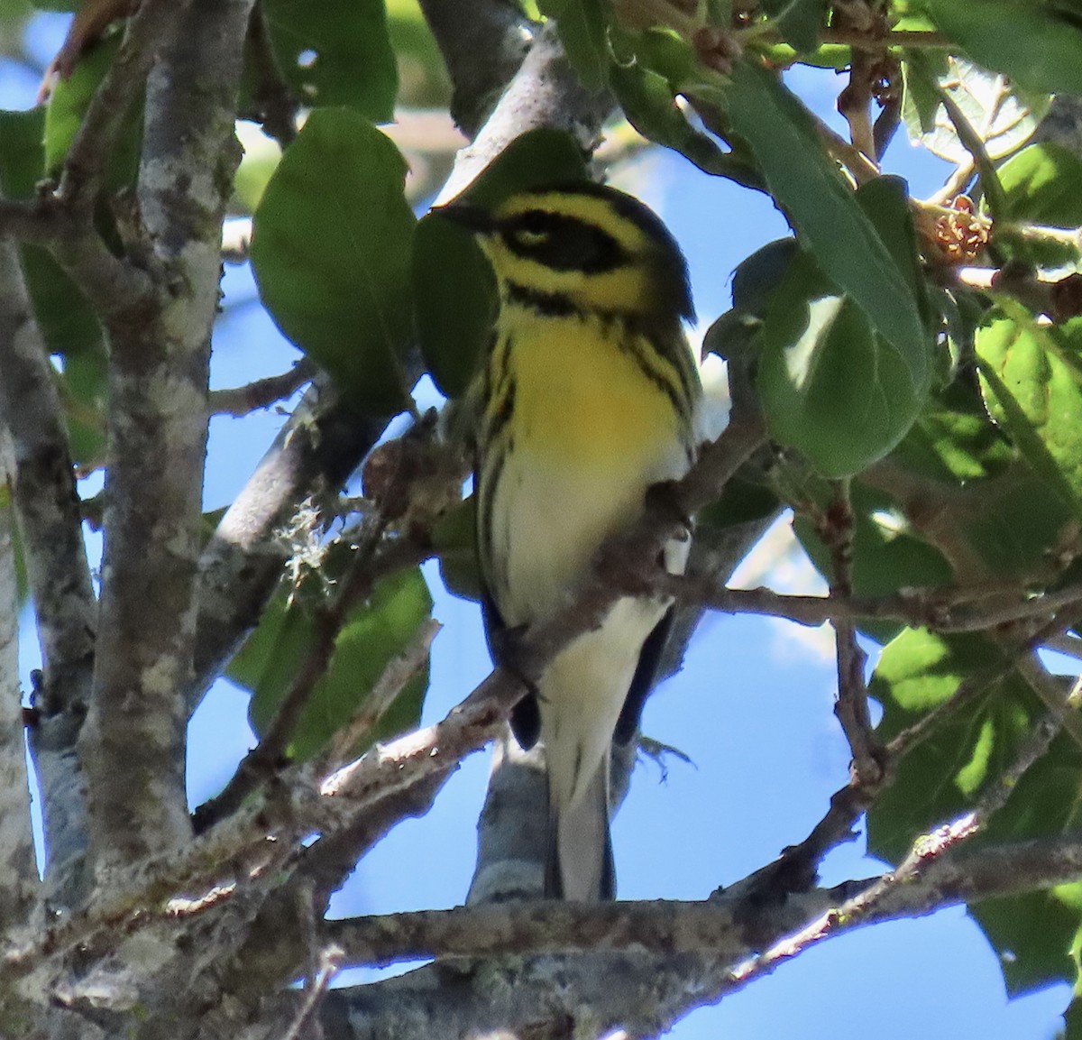 Townsend's Warbler - ML643066736