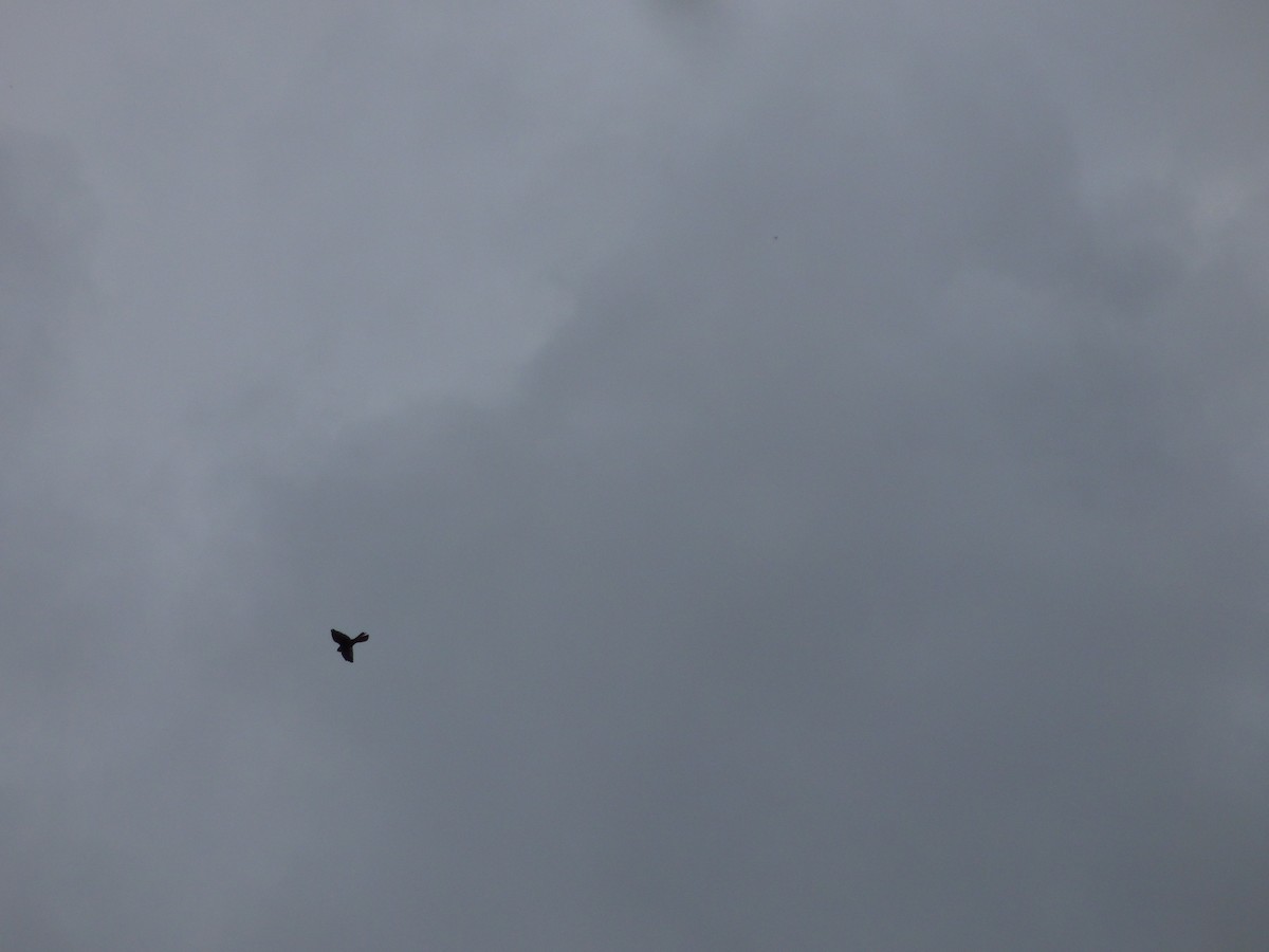 American Kestrel - ML643066743