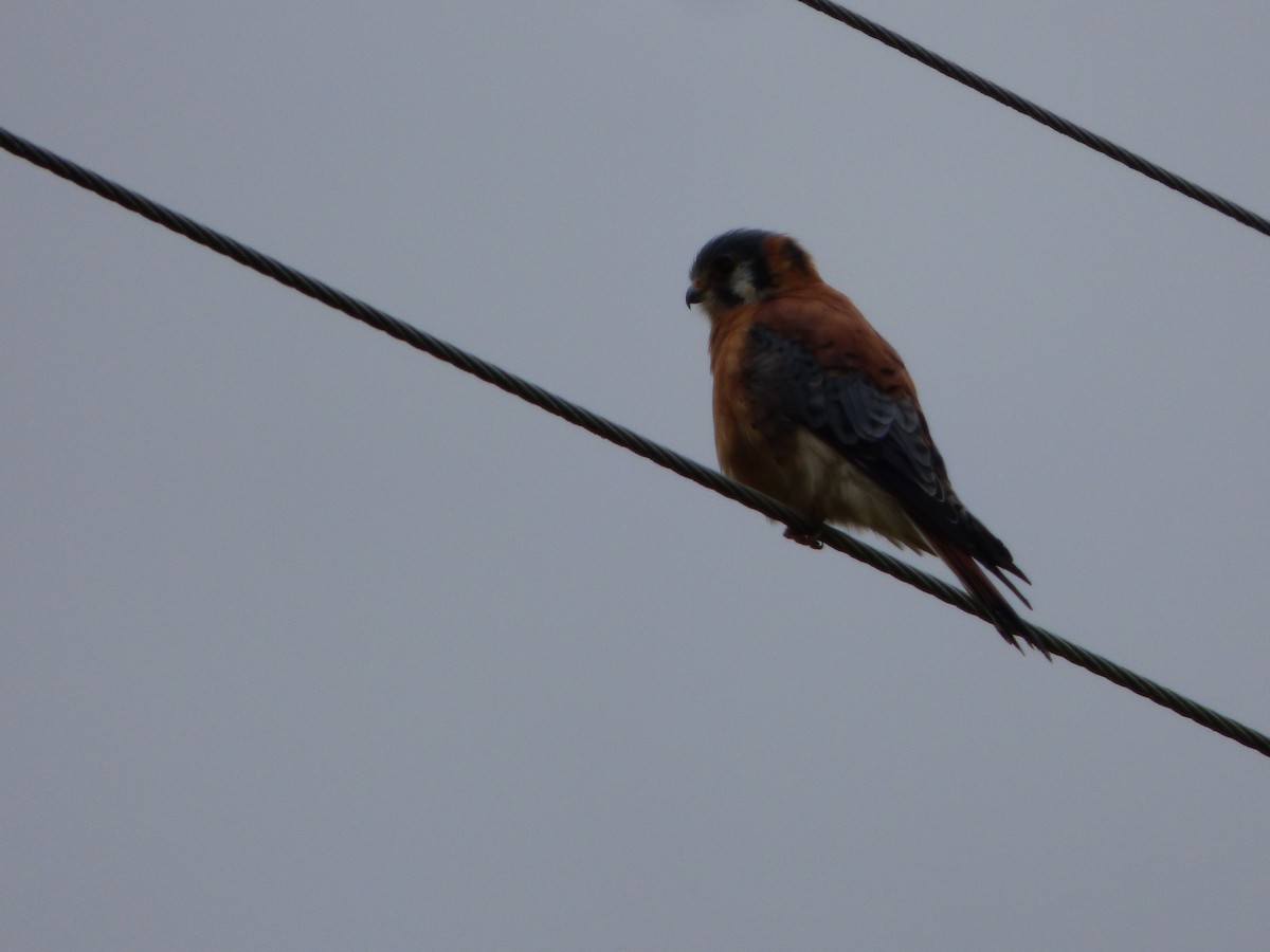 American Kestrel - ML643066744