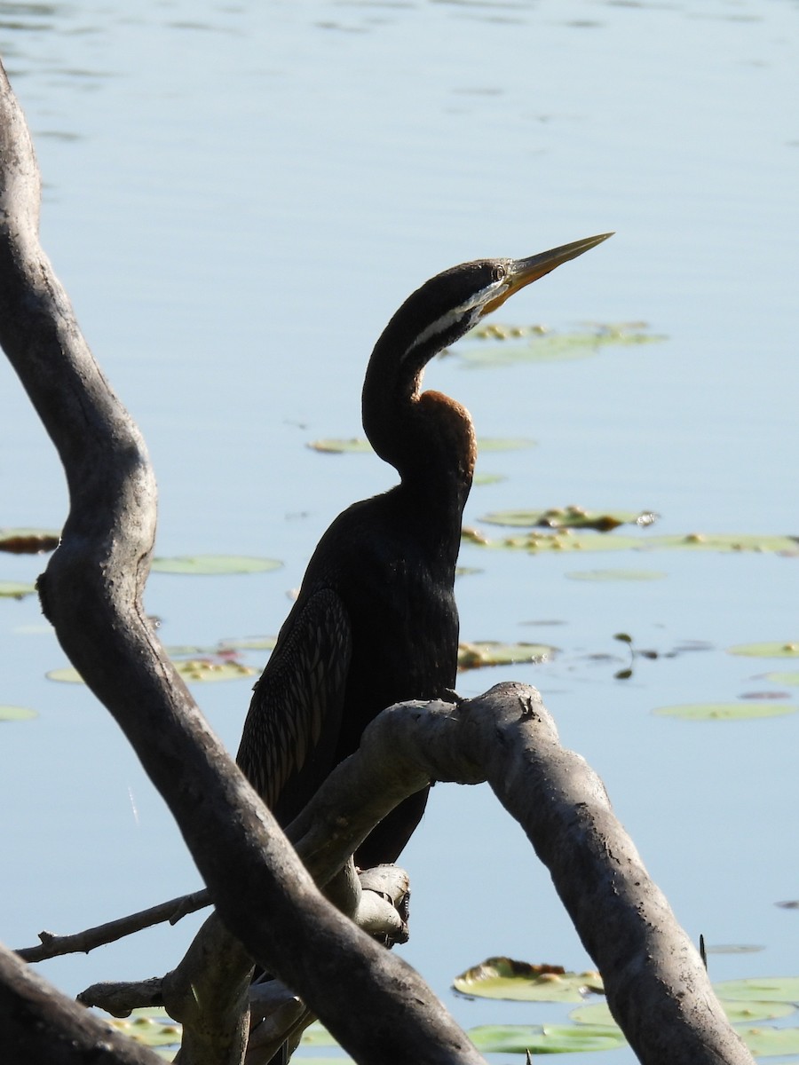 Australasian Darter - ML643066745