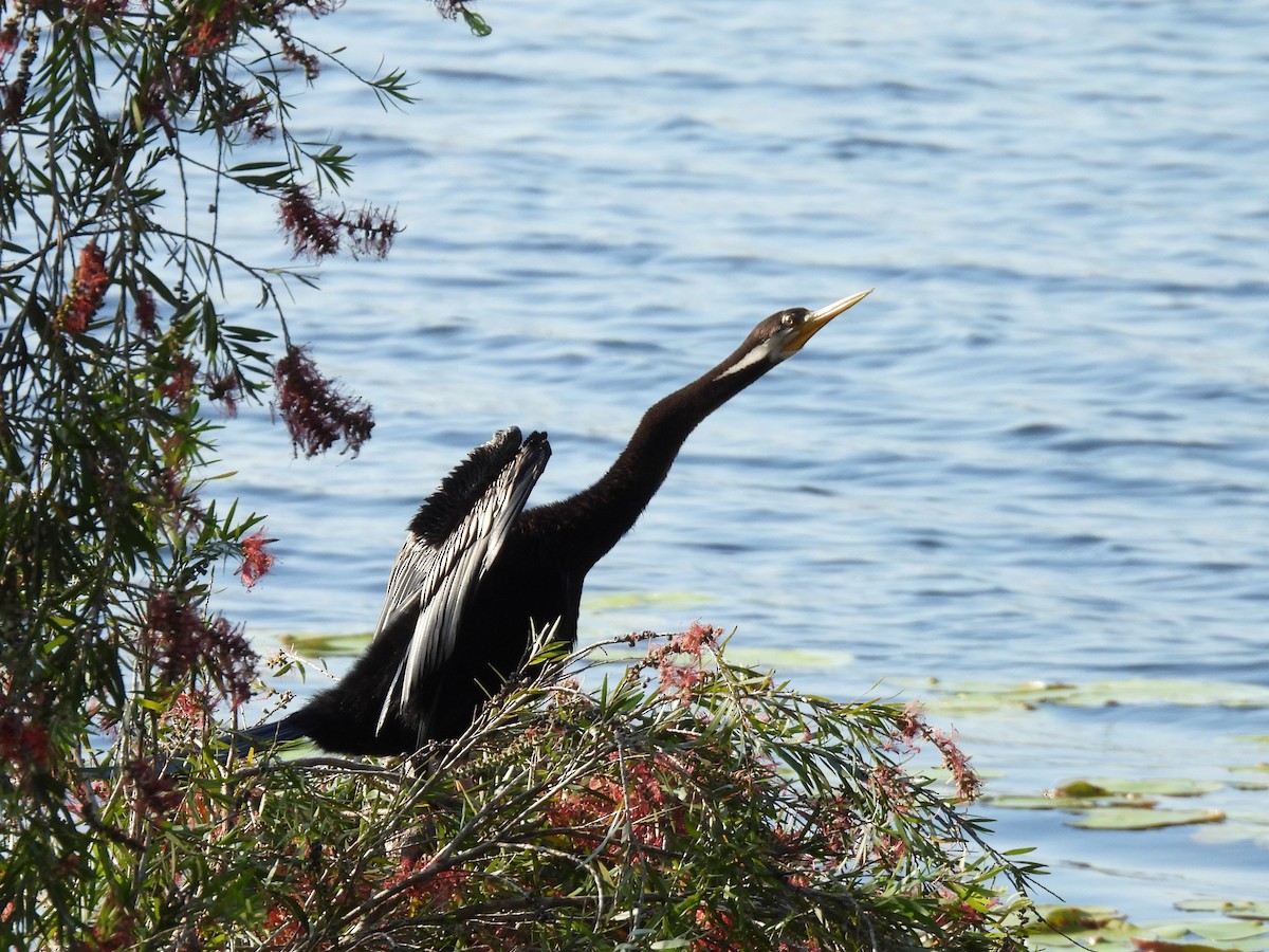 Australasian Darter - ML643066748