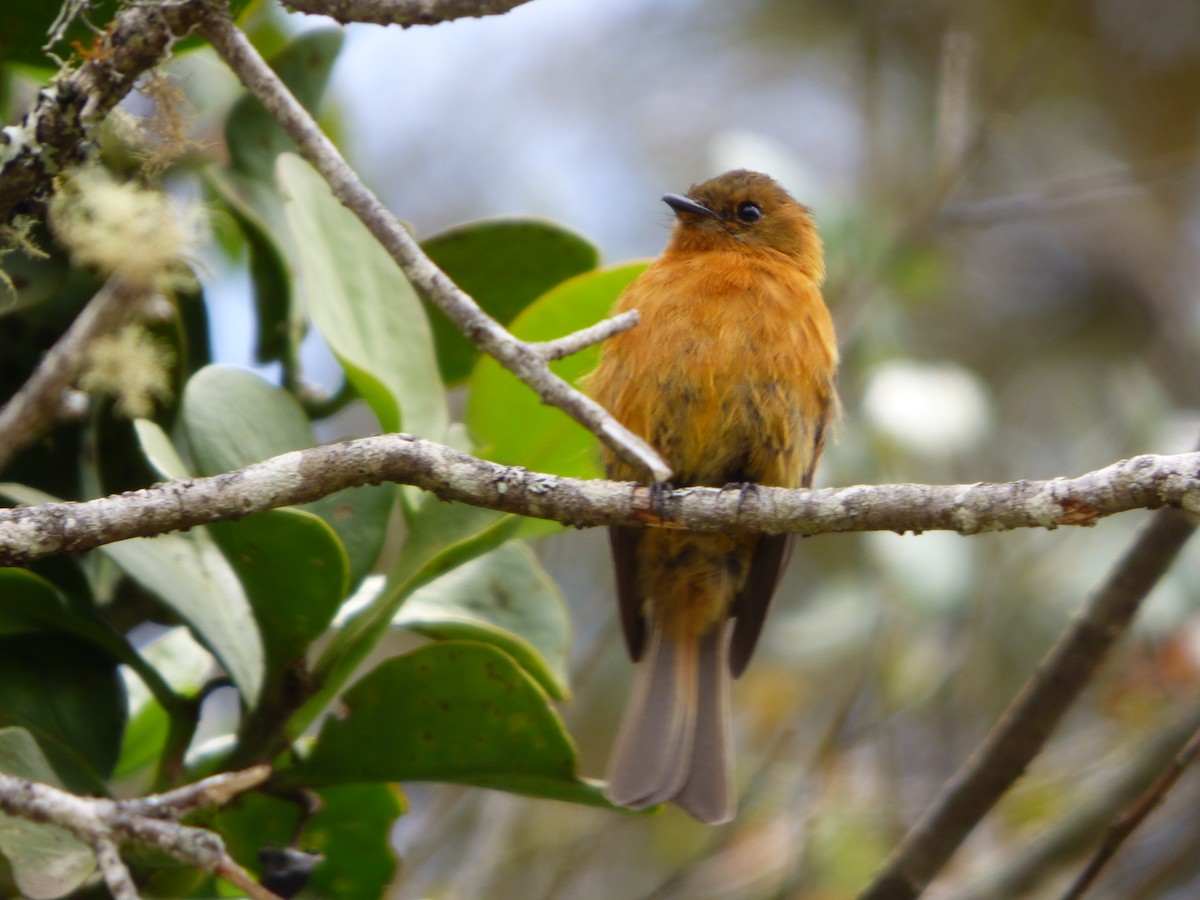 Cinnamon Flycatcher (Andean) - ML643066760