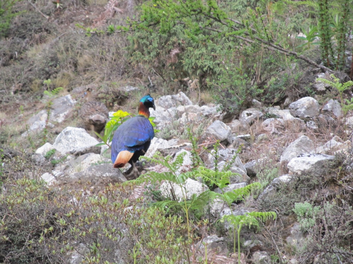 Himalayan Monal - ML643066763