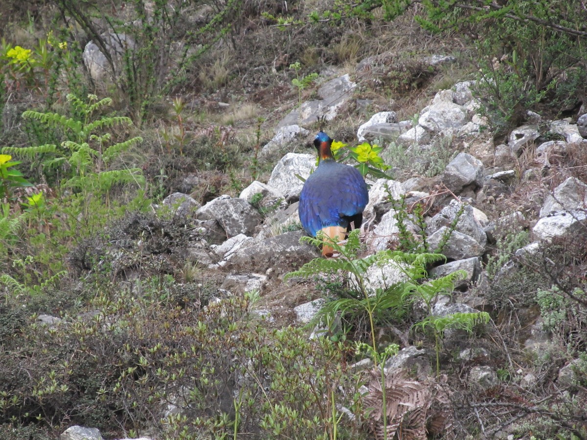 Himalayan Monal - ML643066764