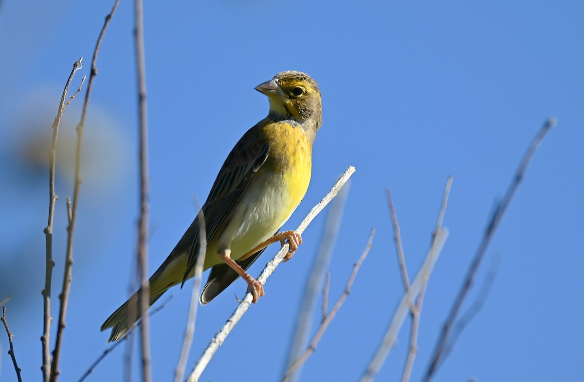 Dickcissel - ML643066765
