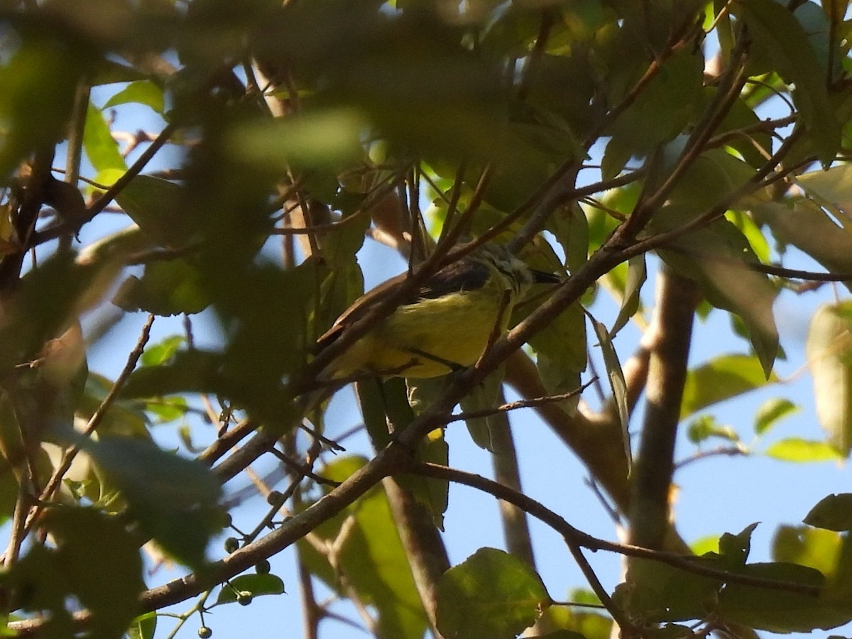 White-throated Gerygone - ML643066784