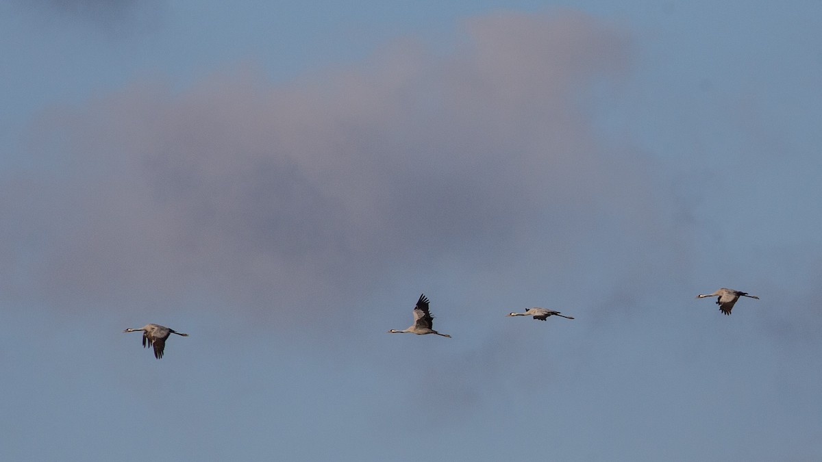 Common Crane - ML643066786