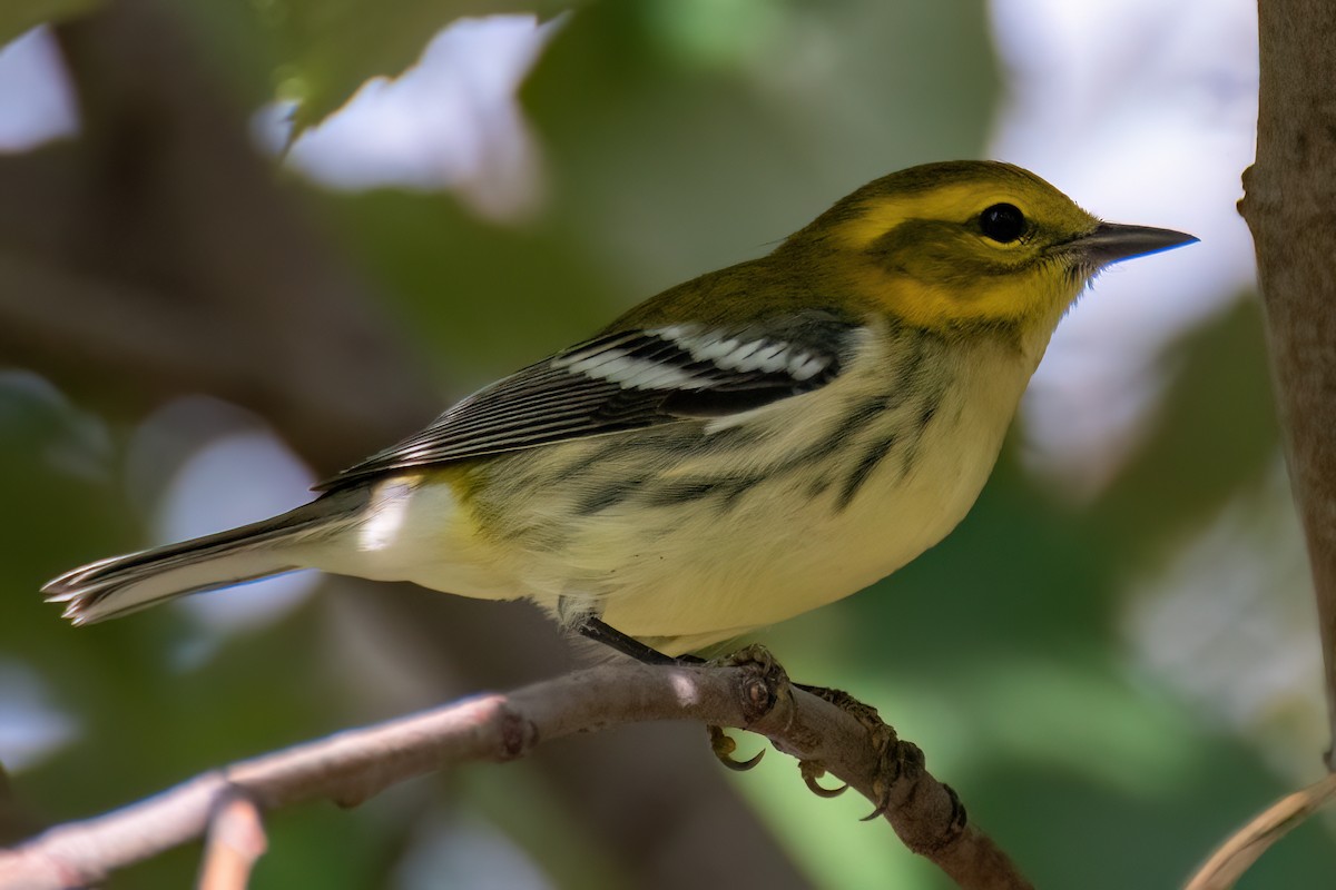 Black-throated Green Warbler - ML643066794
