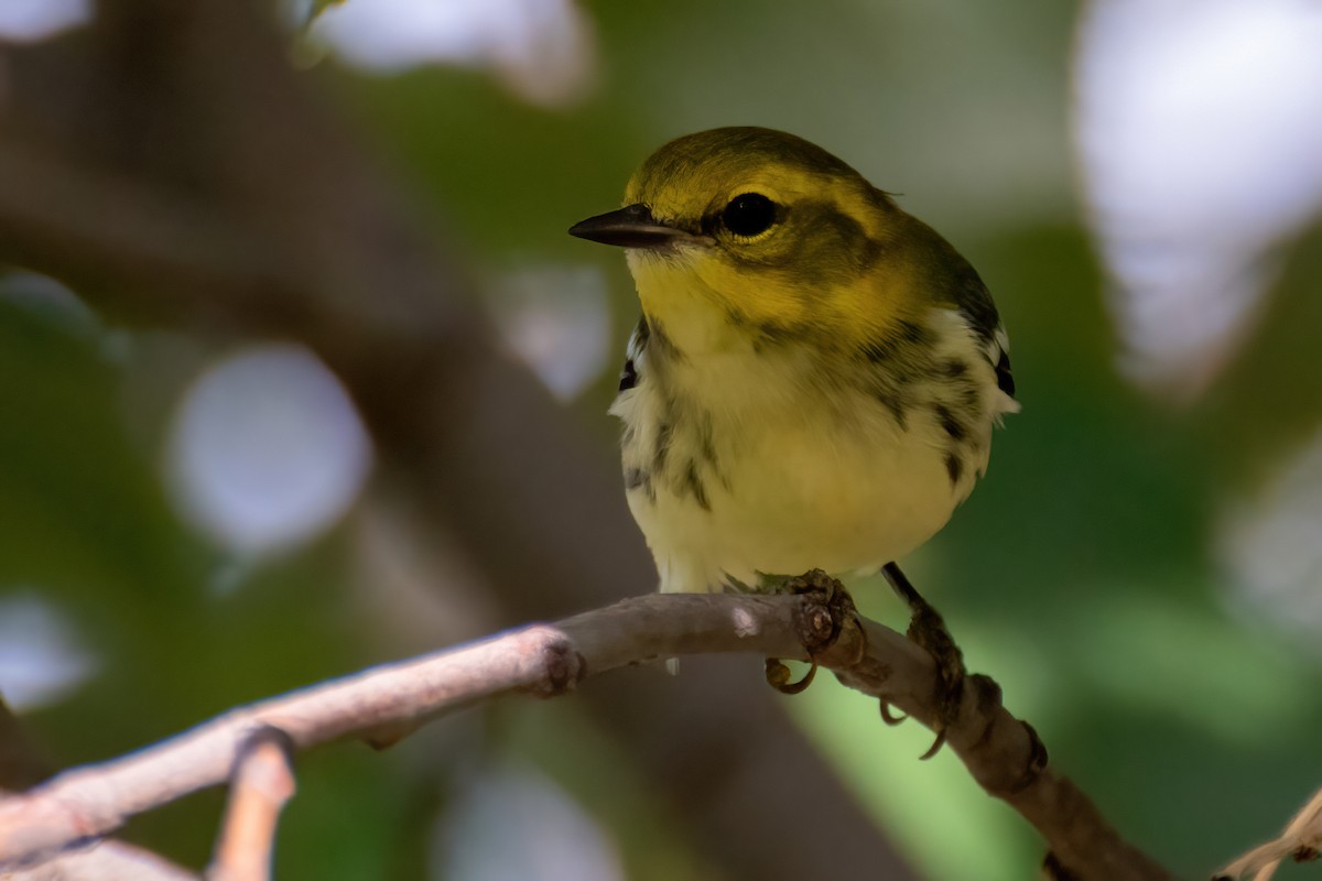 Black-throated Green Warbler - ML643066800