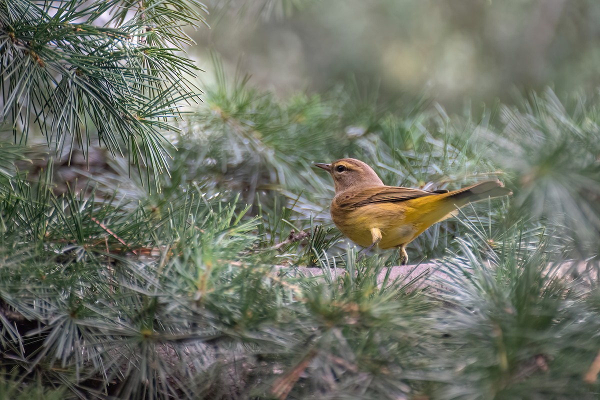 Palm Warbler (Yellow) - ML643066802