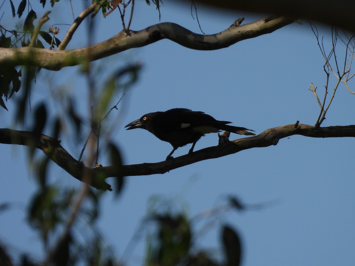 Pied Currawong - ML643066804