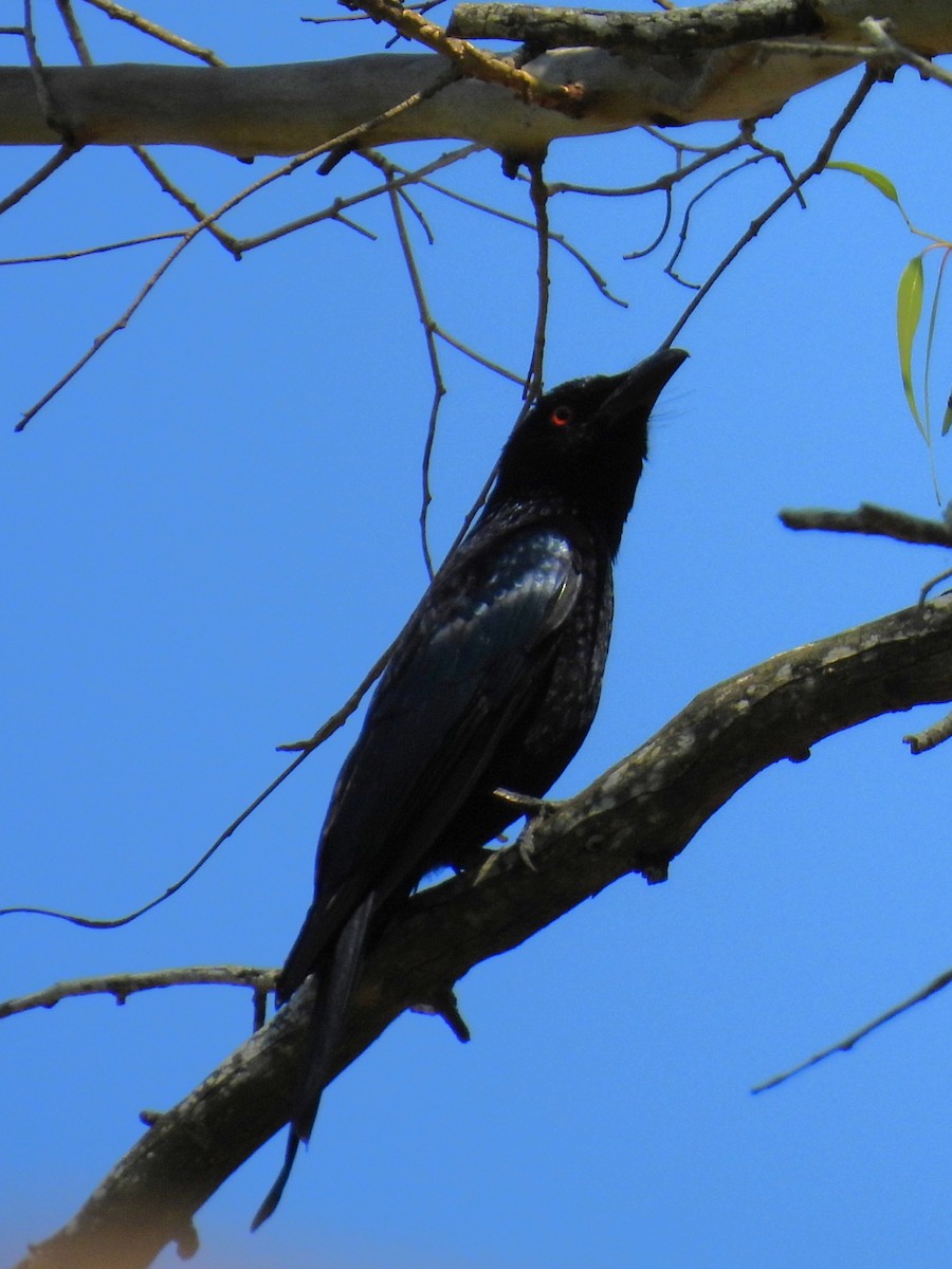 Drongo pailleté - ML643066806