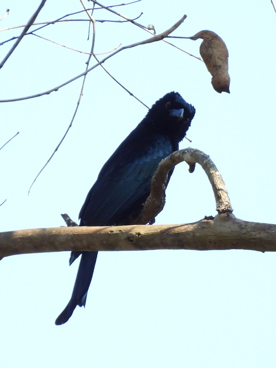 Drongo pailleté - ML643066815