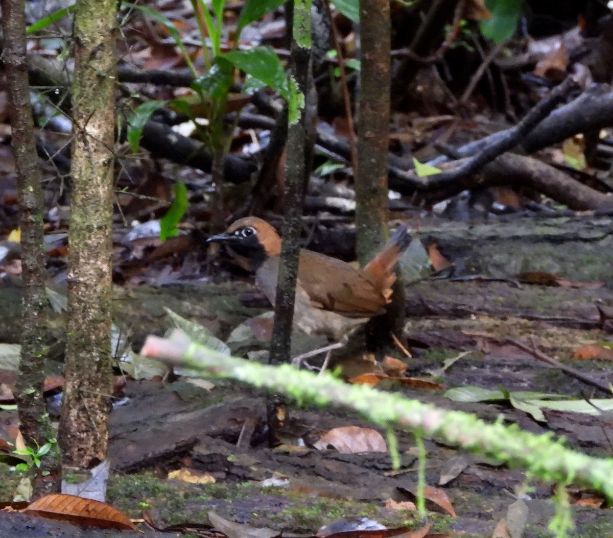 Black-faced Antthrush - ML643066816