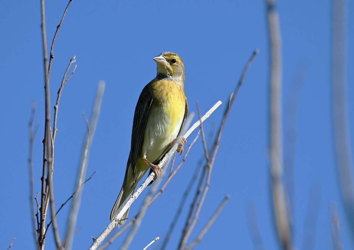 Dickcissel - ML643066821