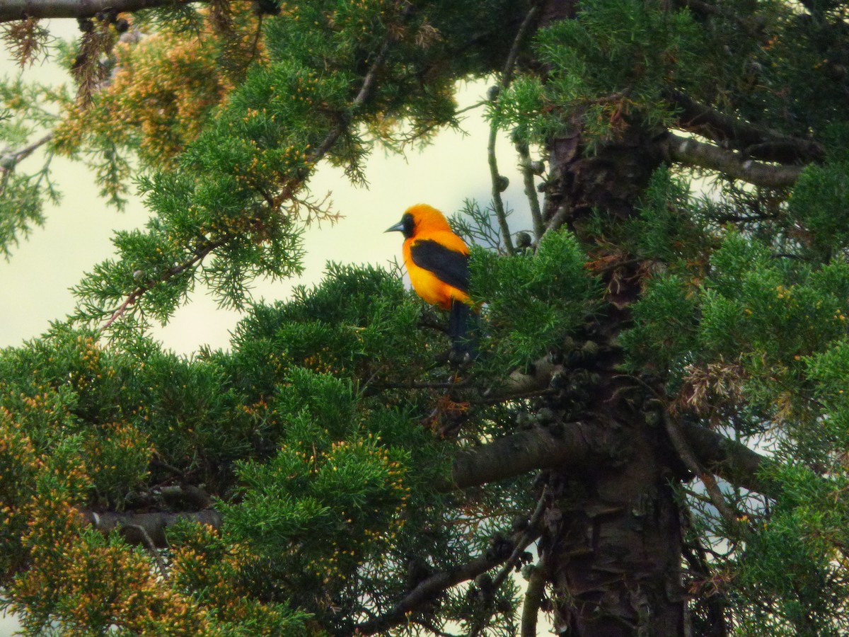 Yellow-backed Oriole - ML643066824