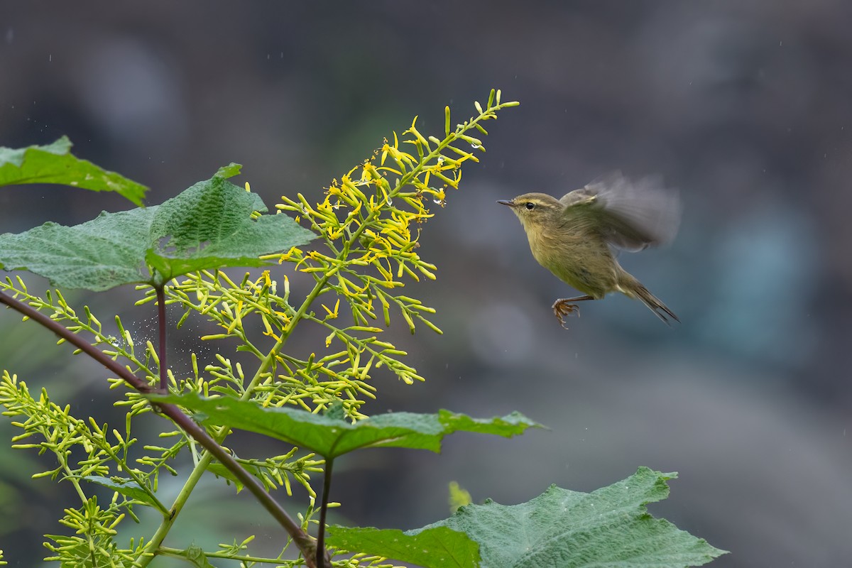 Buff-throated Warbler - ML643066837