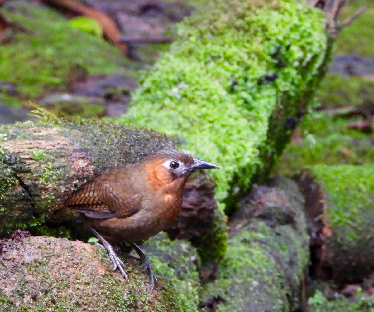 Song Wren - ML643066839