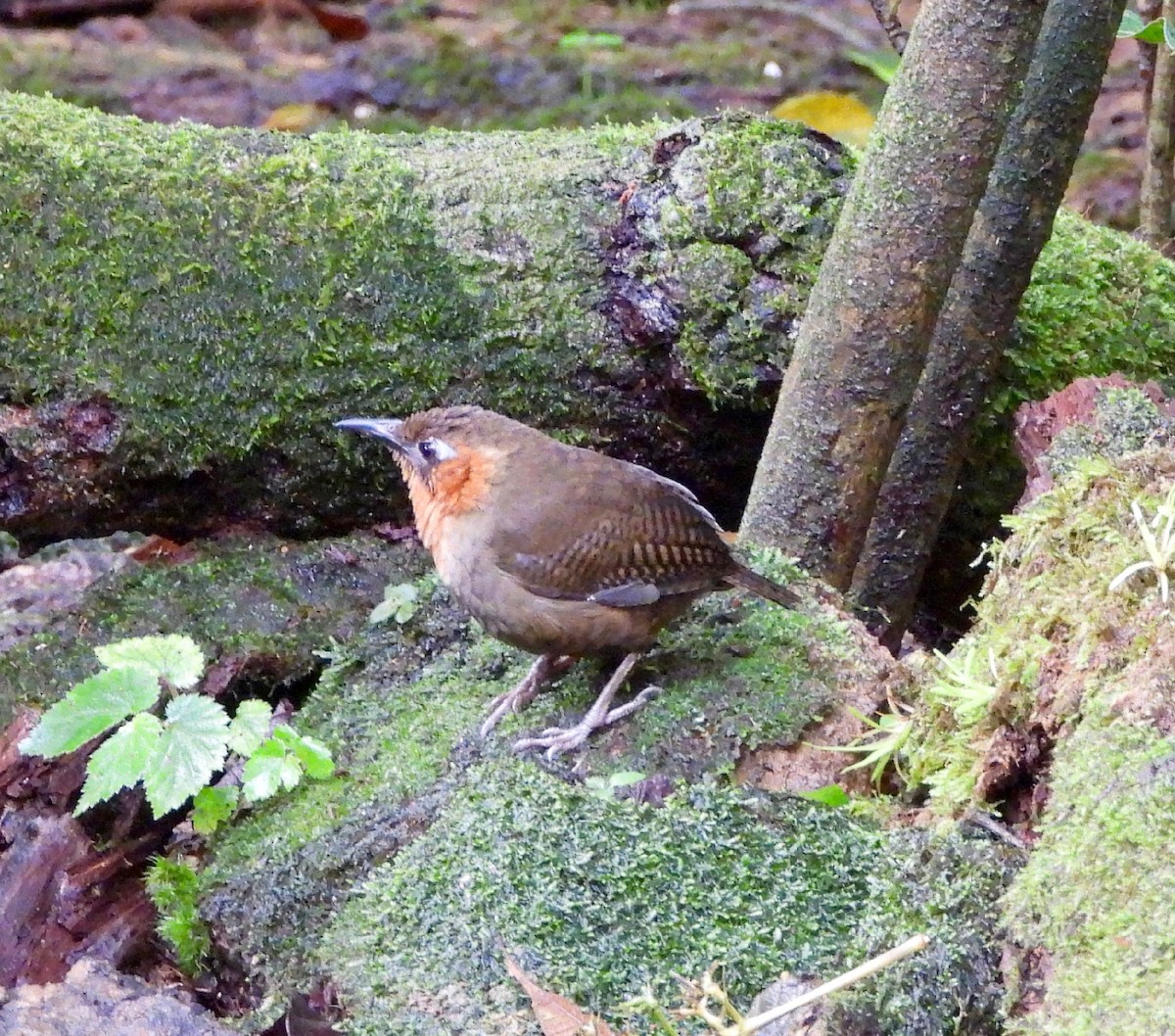 Song Wren - ML643066840