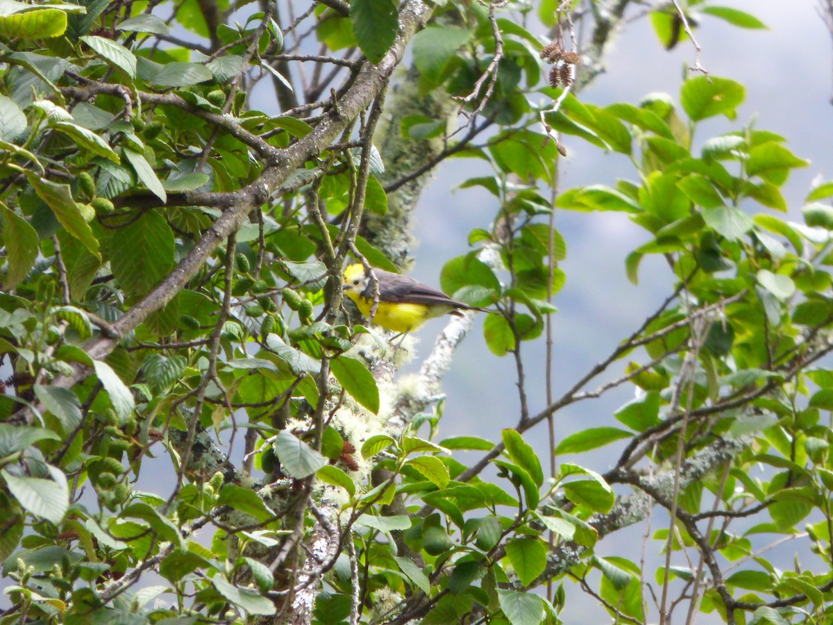 Golden-fronted Redstart - ML643066841