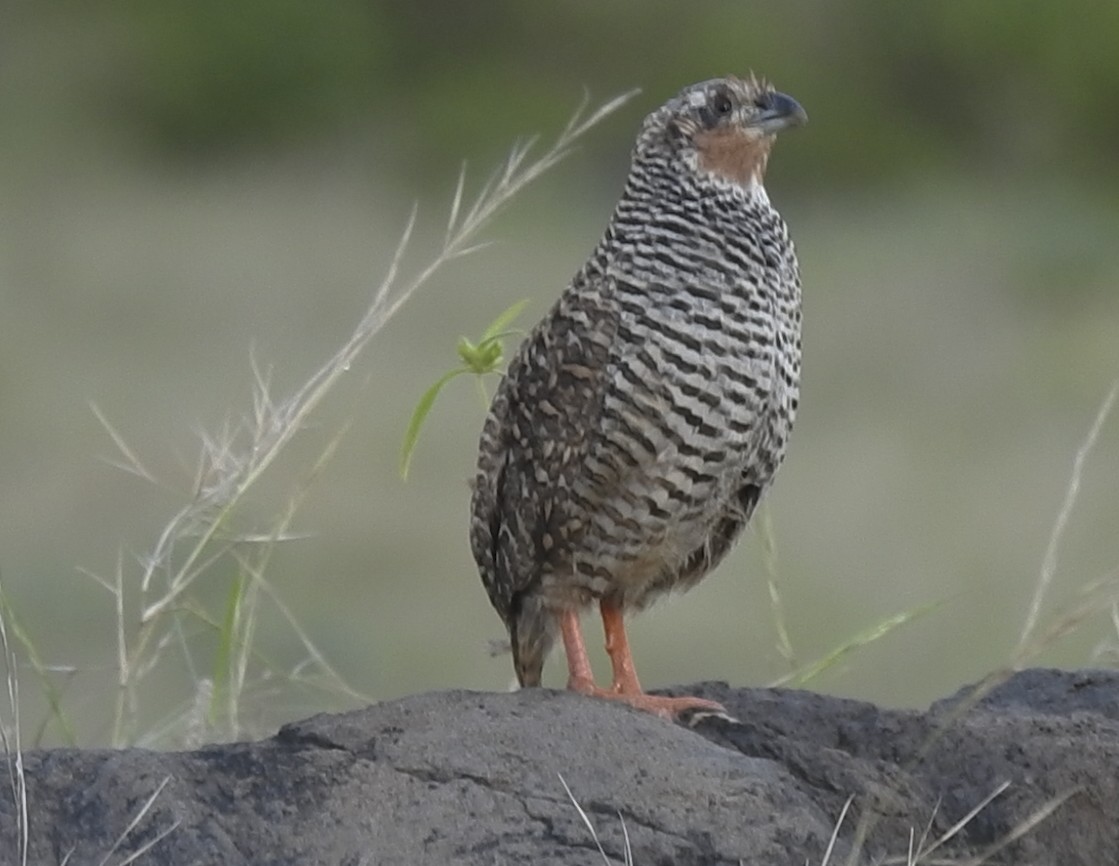 Rock Bush-Quail - ML643066842