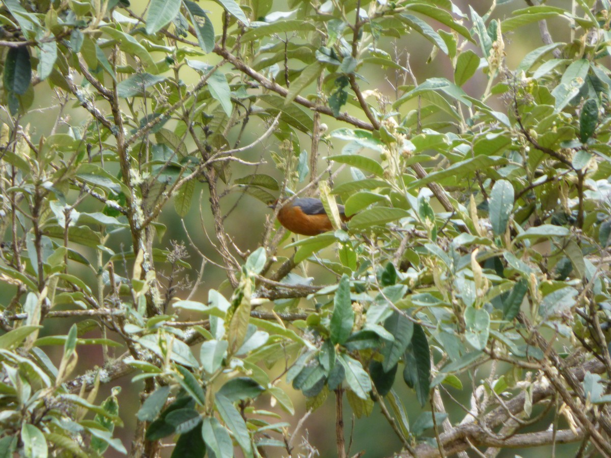 Rufous-browed Conebill - ML643066845