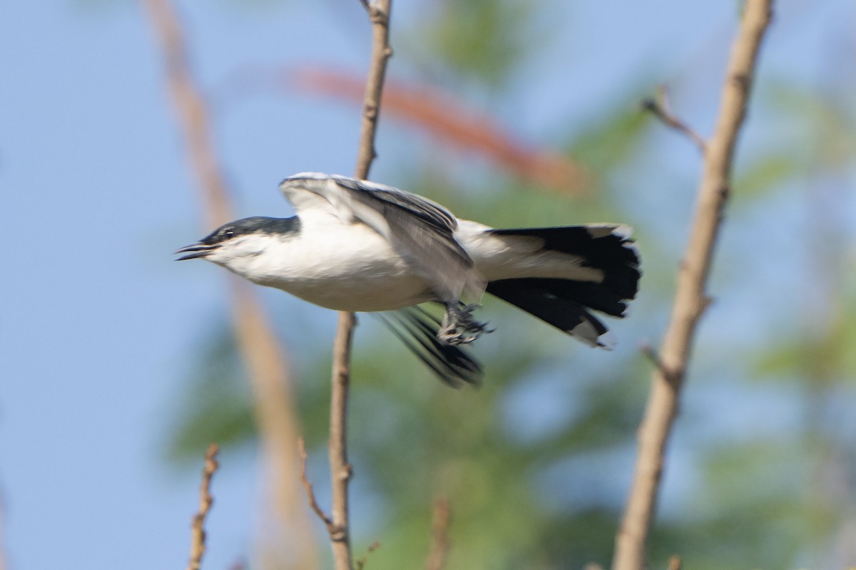 hvitvingetrillefugl - ML643066853