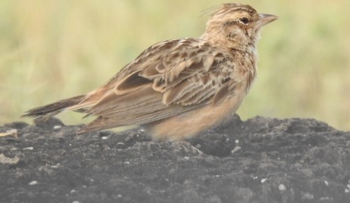Indian Bushlark - ML643066855