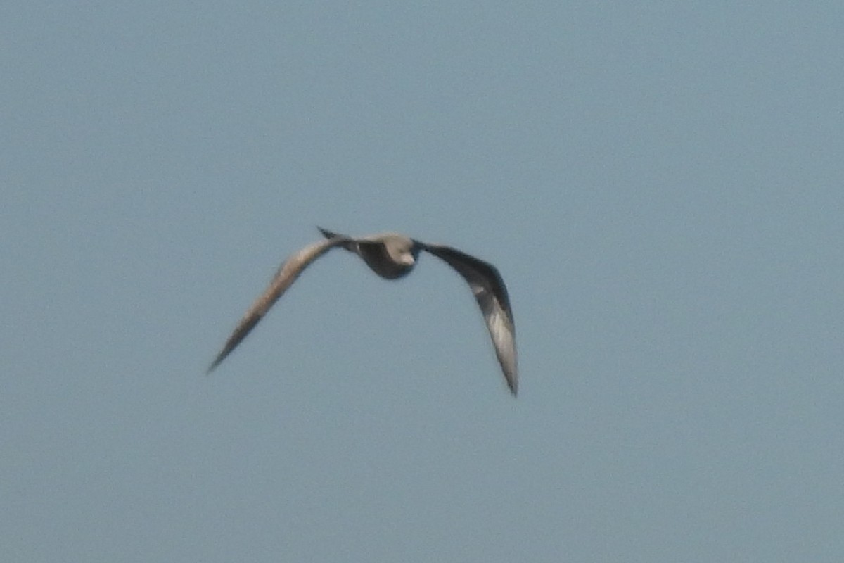 Pomarine Jaeger - ML643066858