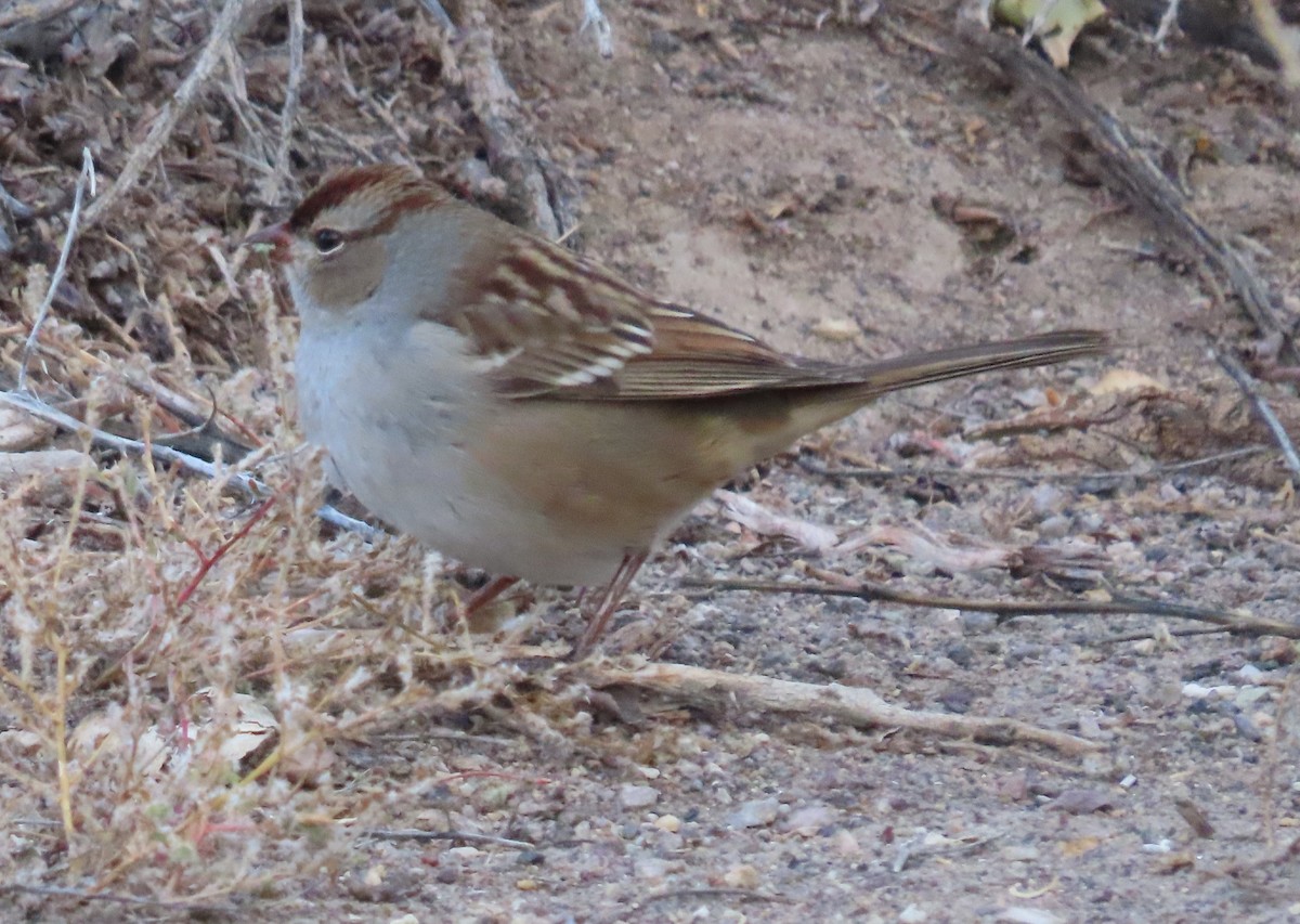 White-crowned Sparrow - ML643066870