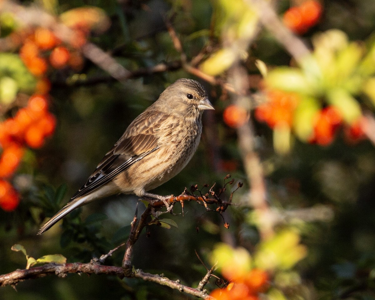 Eurasian Linnet - ML643066873