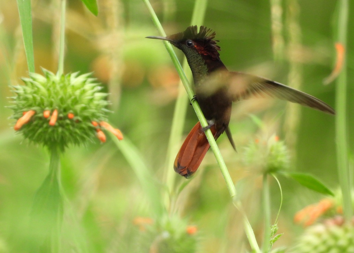 Ruby-topaz Hummingbird - ML643066875