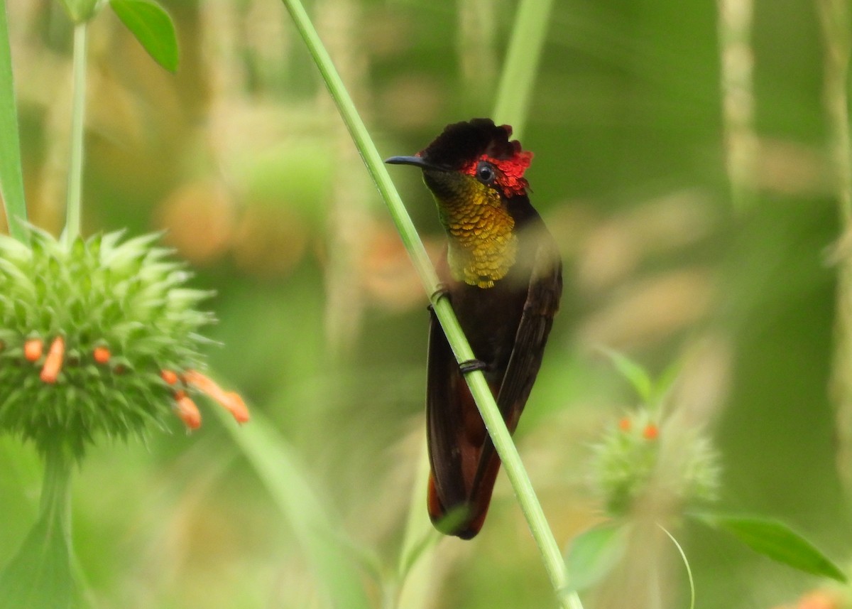 Ruby-topaz Hummingbird - ML643066882